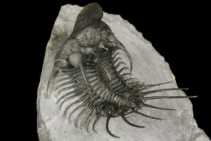 New Trilobite Species (Affinities to Quadrops) #174203